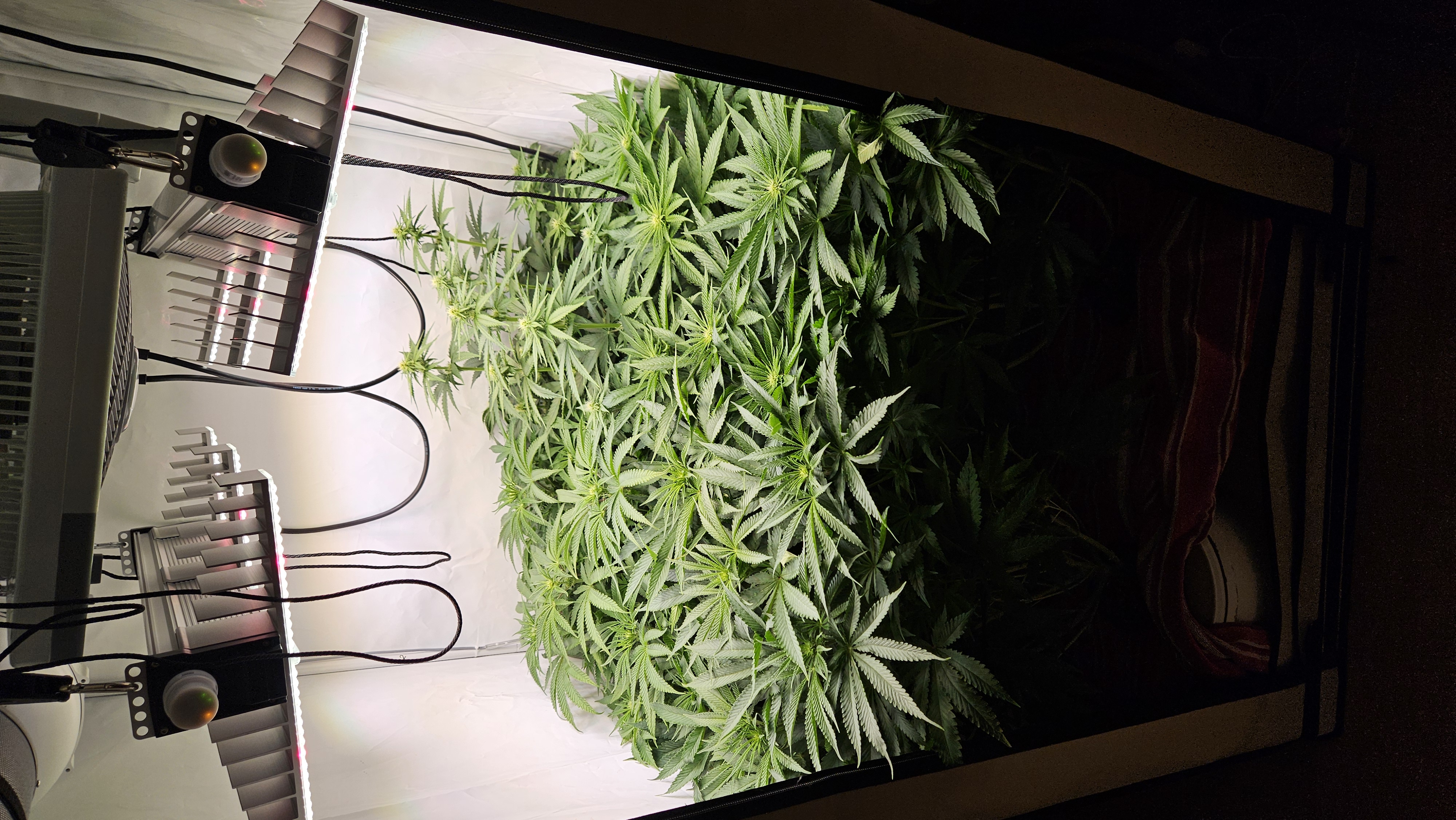 White Widow — flower, day 54