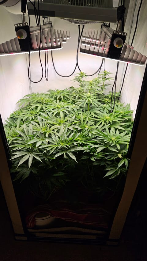 White Widow — flower, day 54