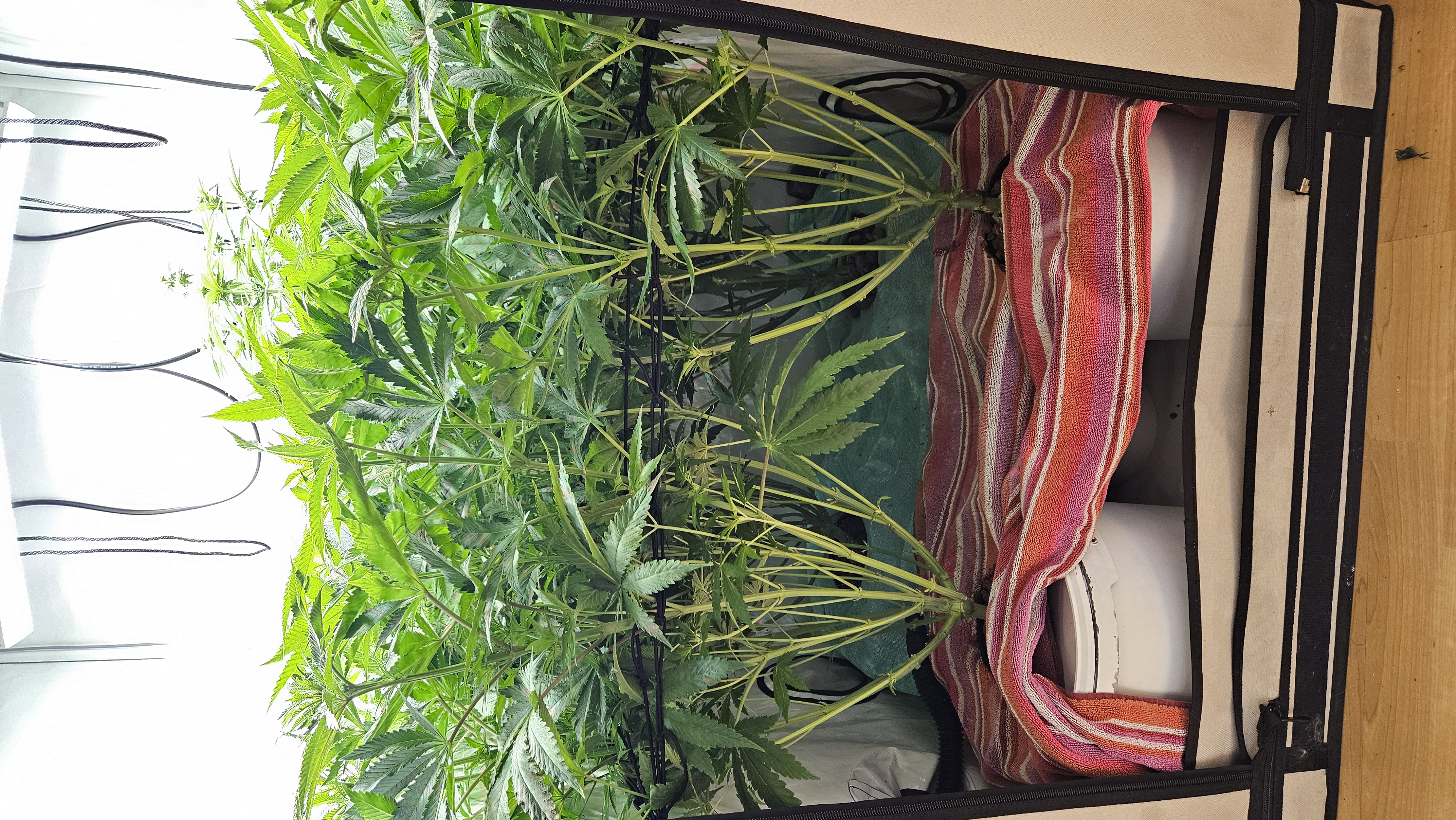 White Widow — flower, day 54