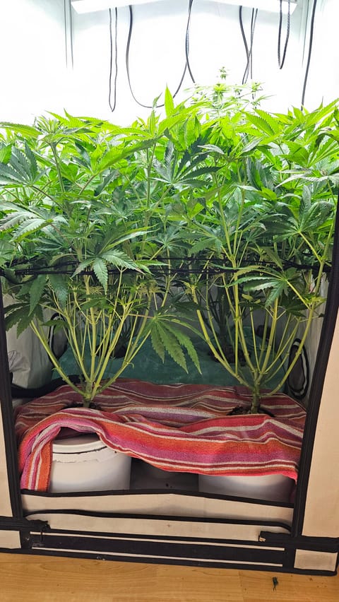 White Widow — flower, day 54