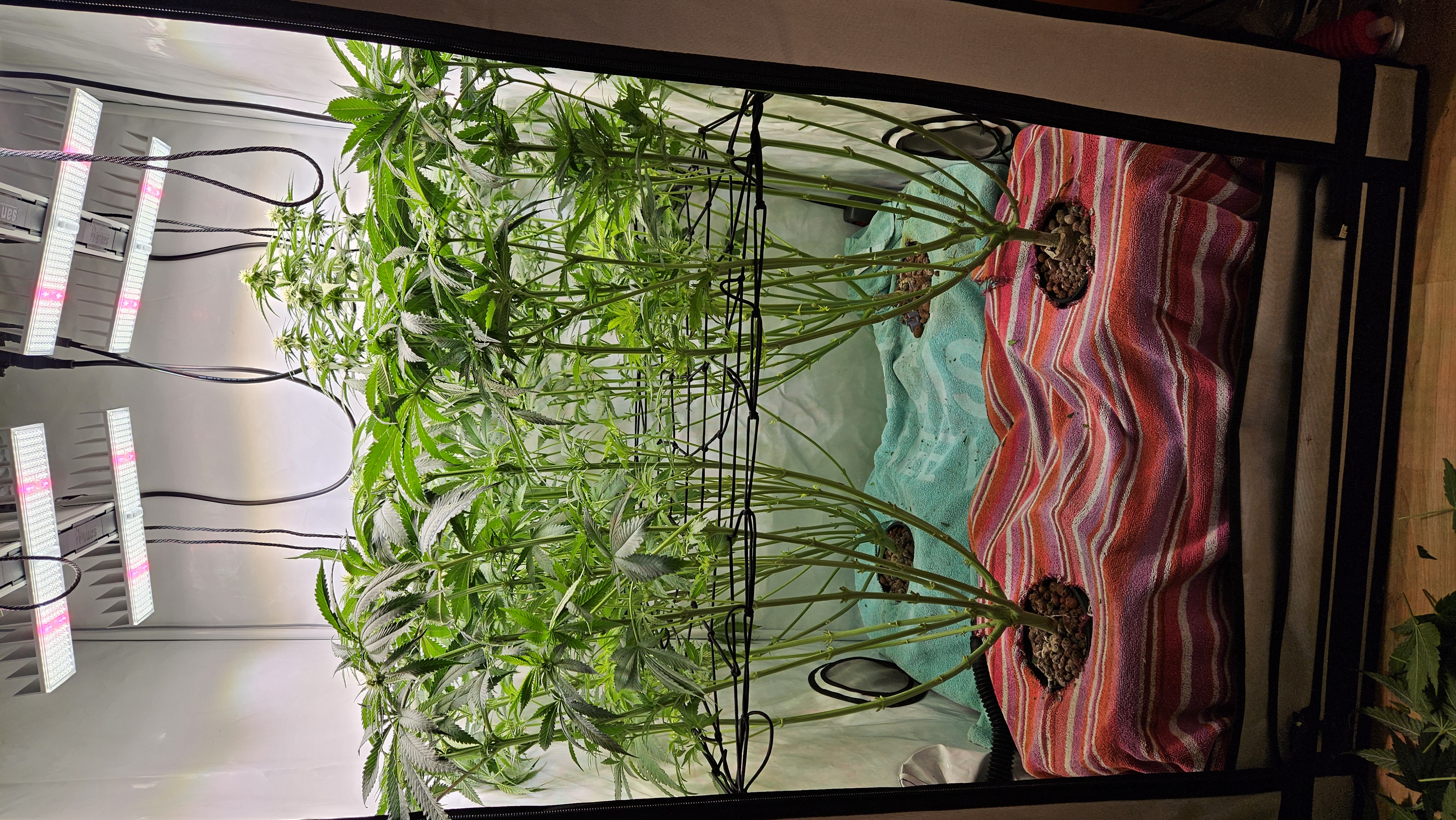 White Widow — flower, day 54