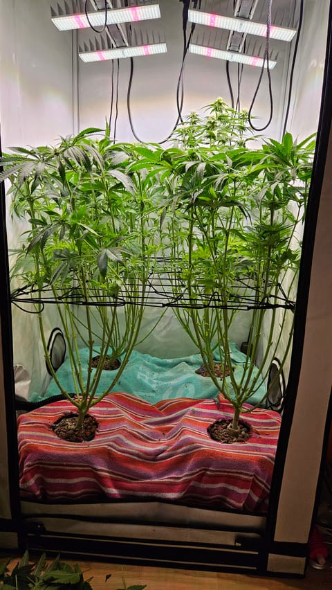 White Widow — flower, day 54