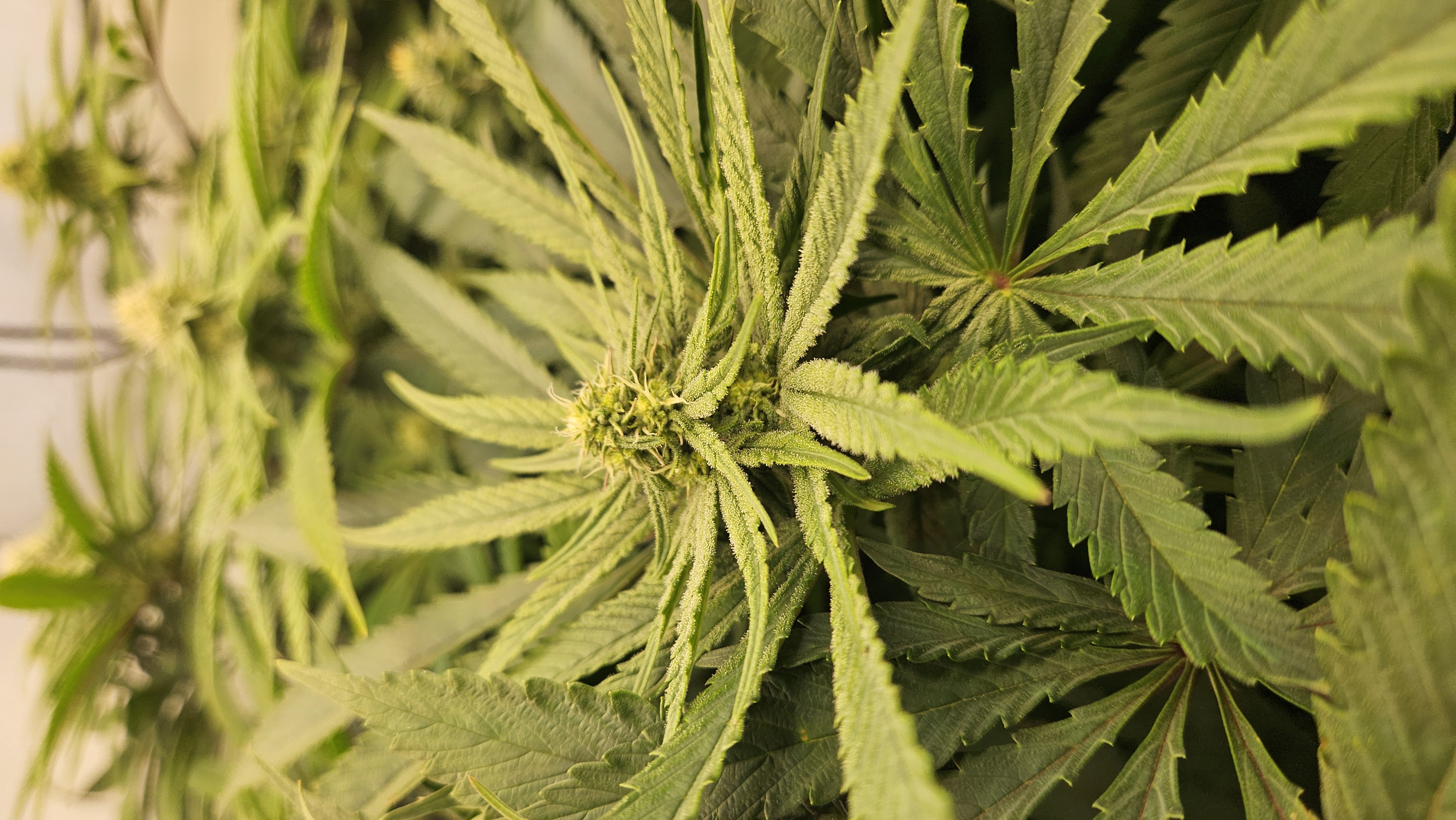 White Widow — flower, day 60