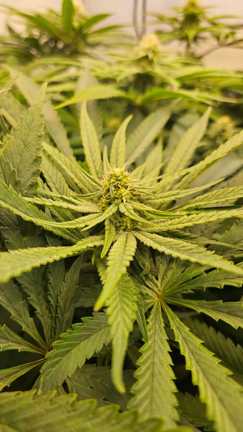 White Widow — flower, day 60