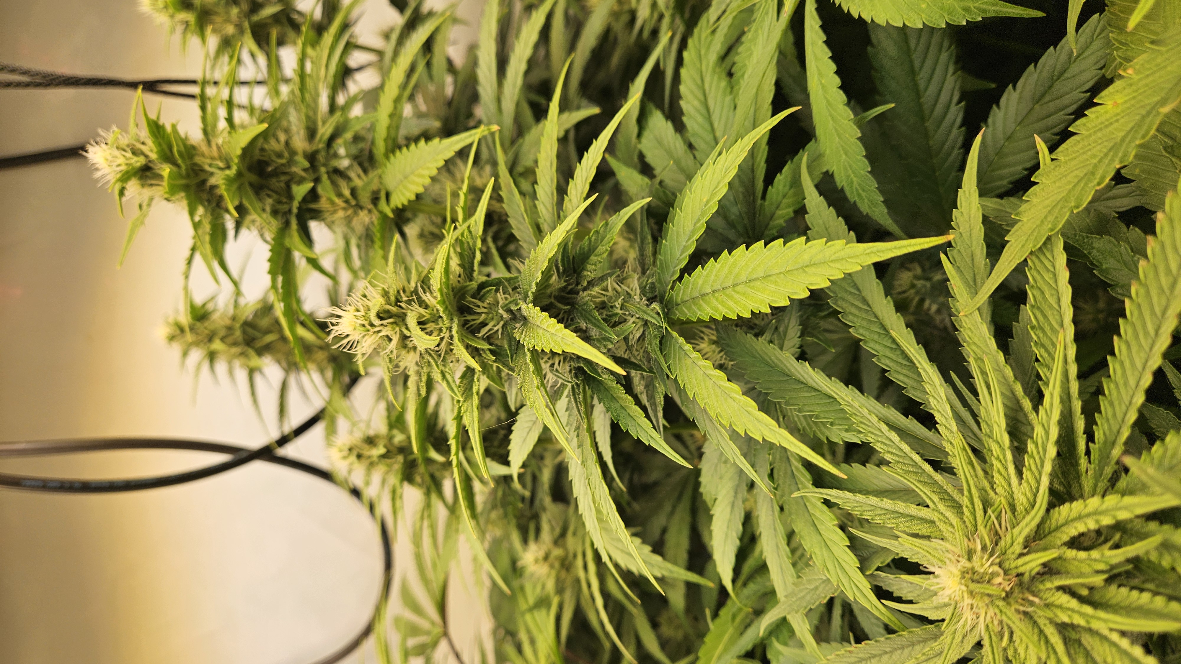 White Widow — flower, day 60