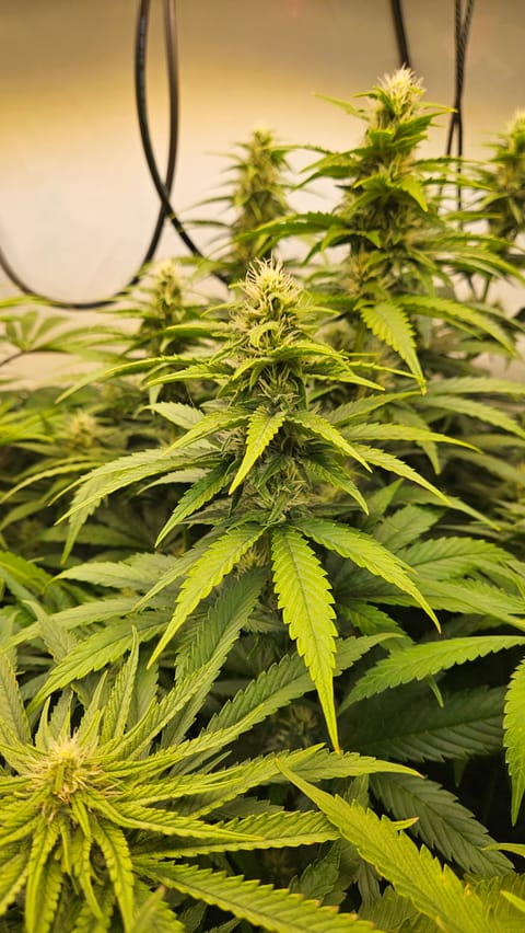 White Widow — flower, day 60