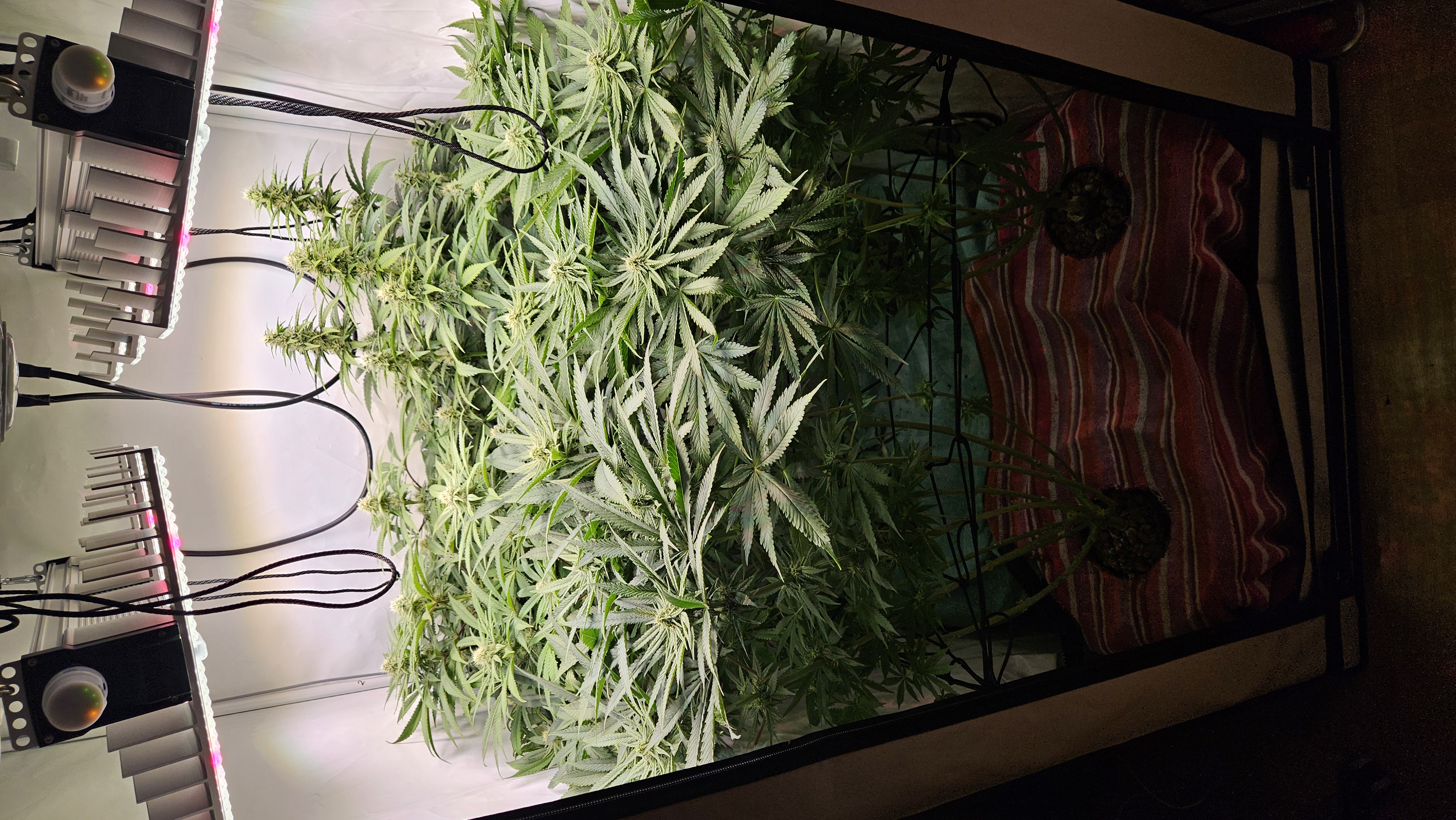 White Widow — flower, day 60