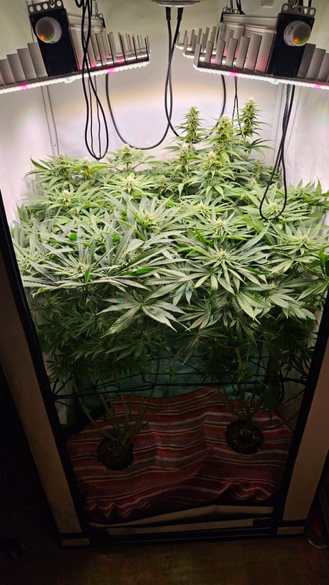 White Widow — flower, day 60