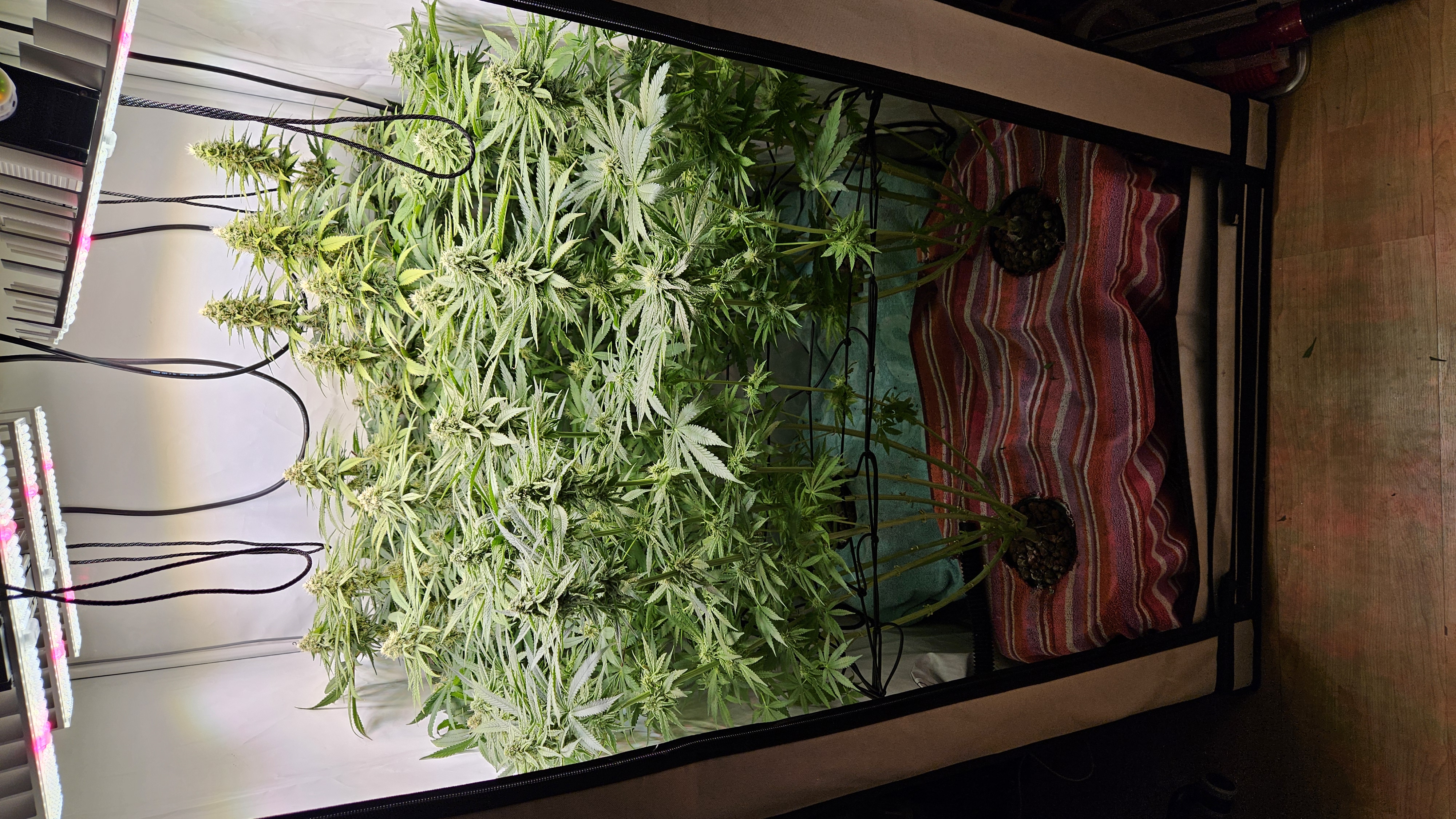 White Widow — flower, day 66