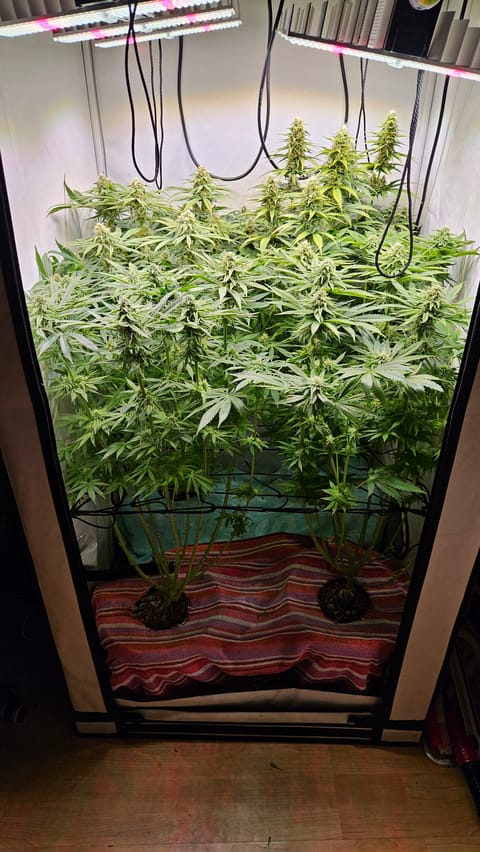 White Widow — flower, day 66