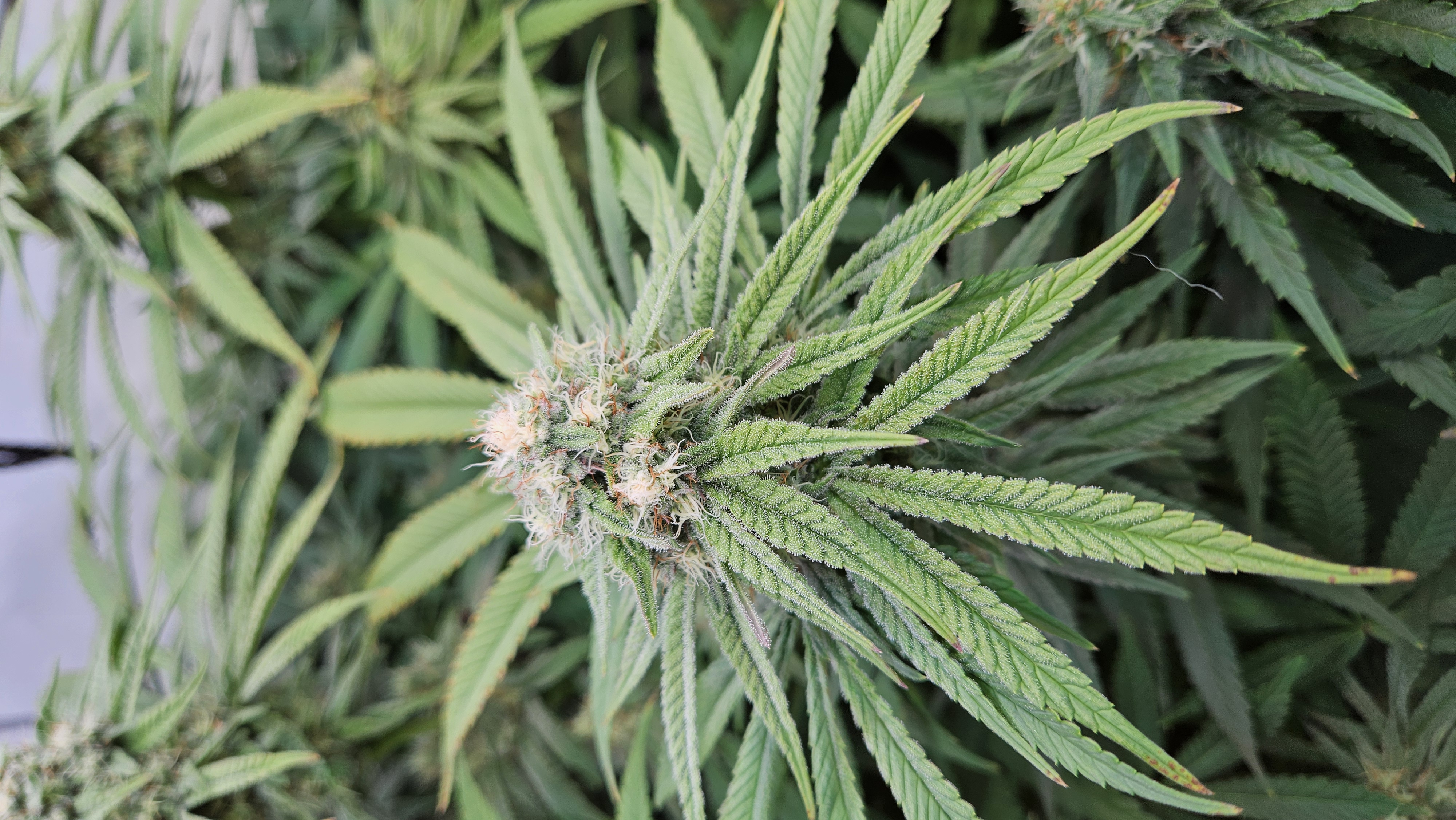 White Widow — flower, day 66