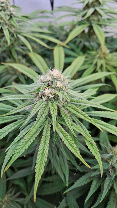 White Widow — flower, day 66