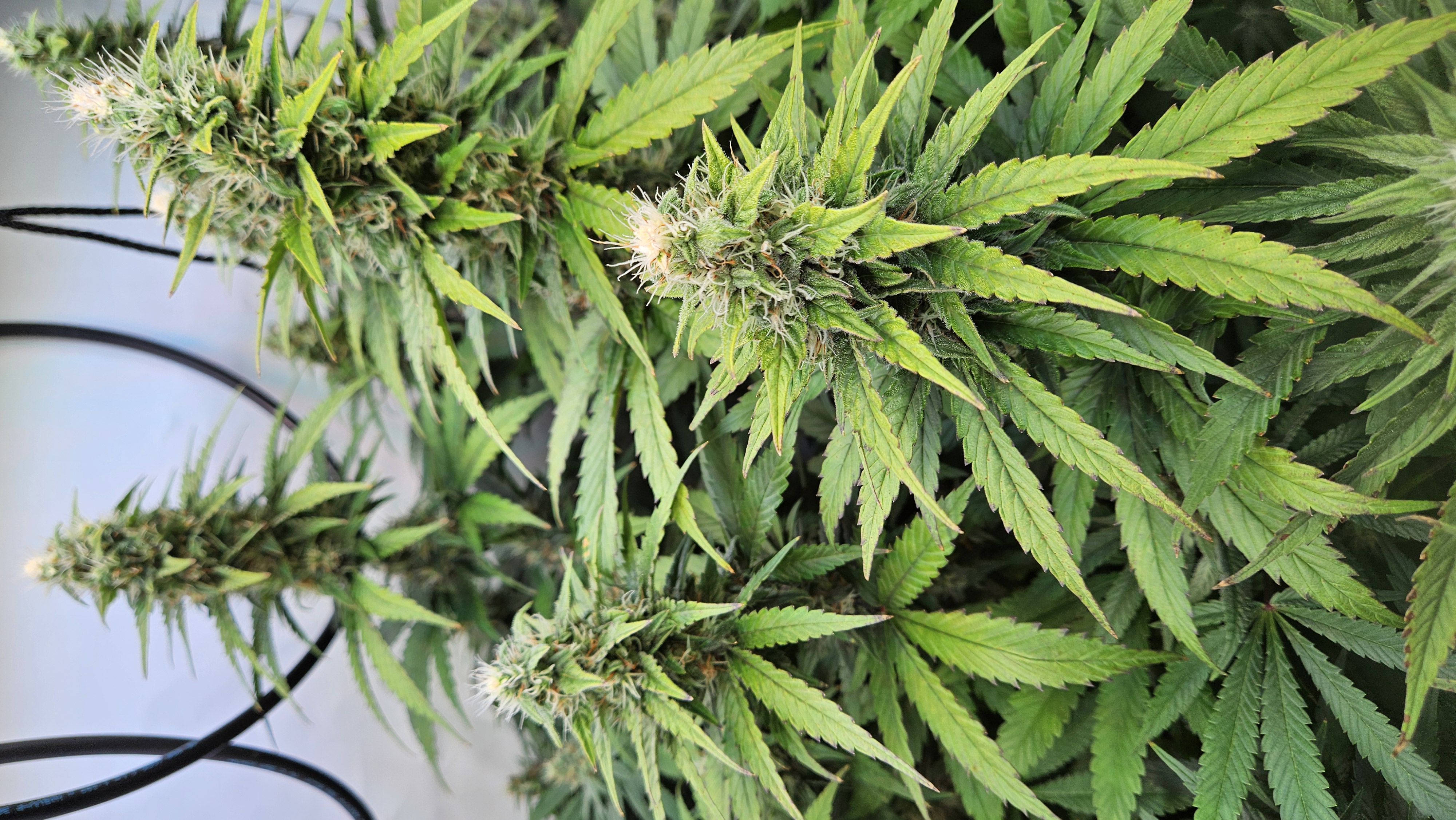 White Widow — flower, day 66