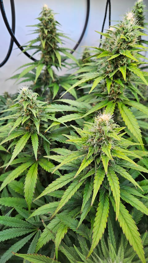White Widow — flower, day 66