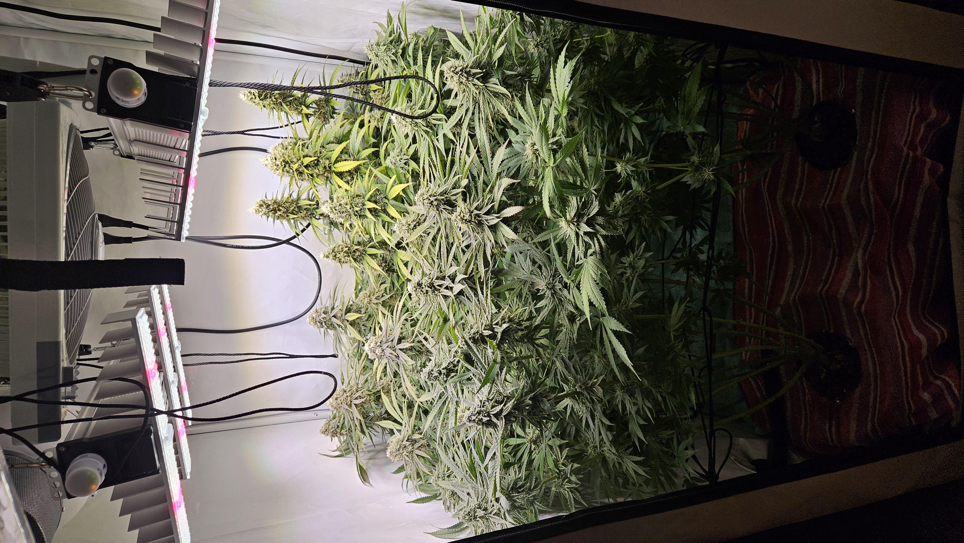 White Widow — flower, day 73