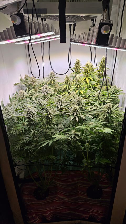 White Widow — flower, day 73
