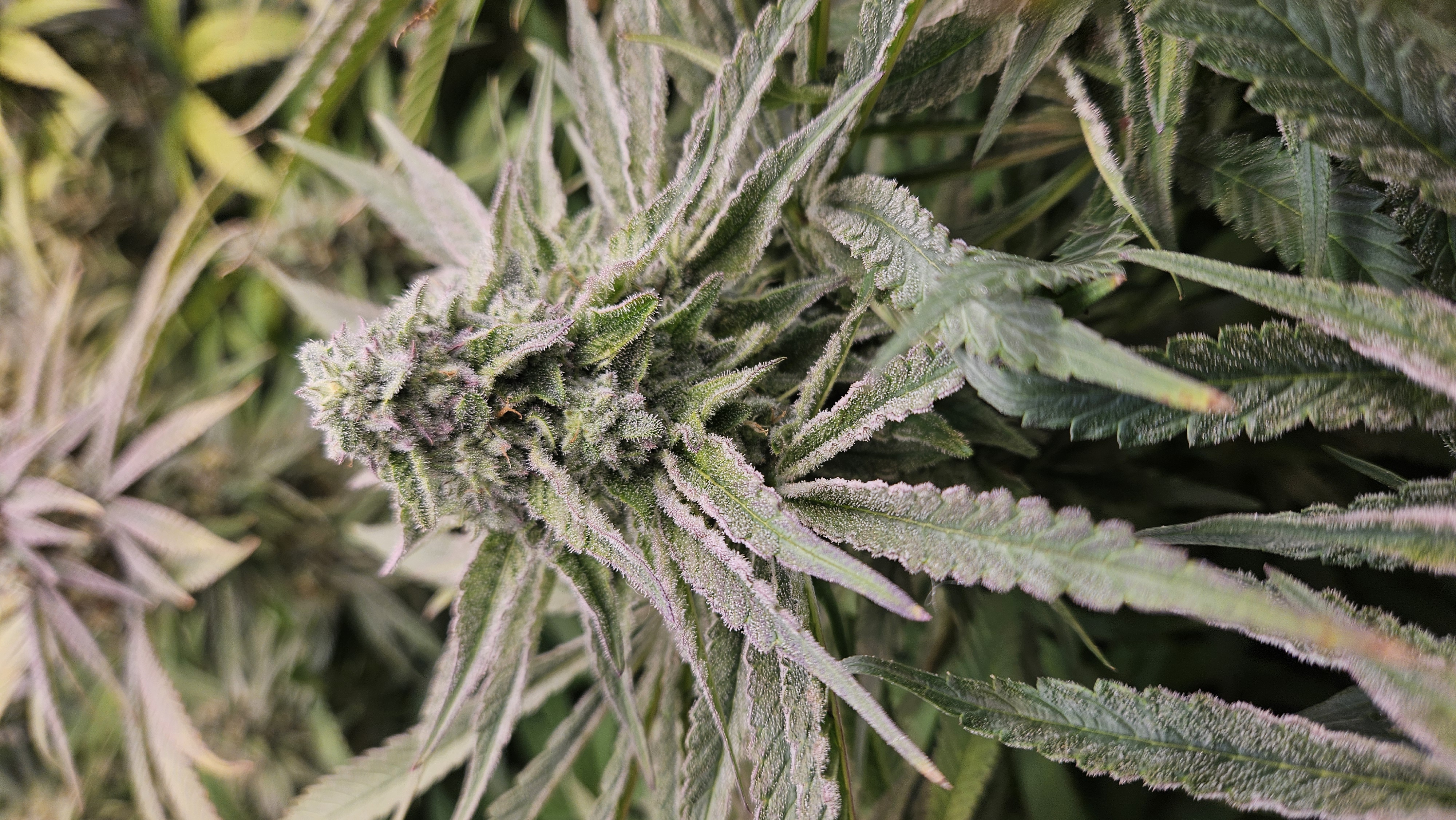 White Widow — flower, day 73