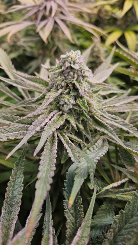 White Widow — flower, day 73