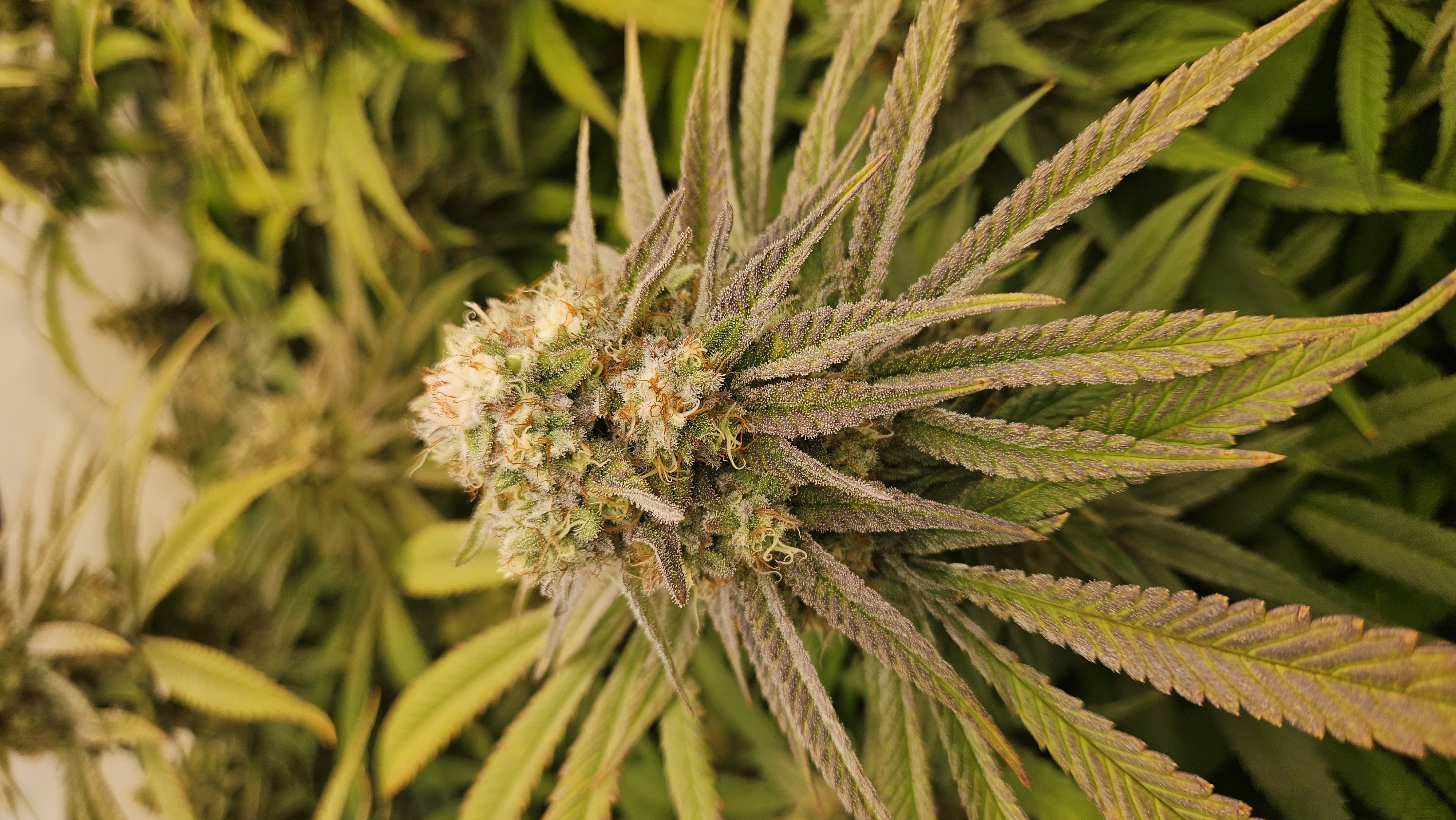 White Widow — flower, day 73