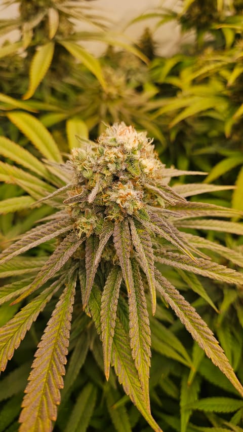 White Widow — flower, day 73