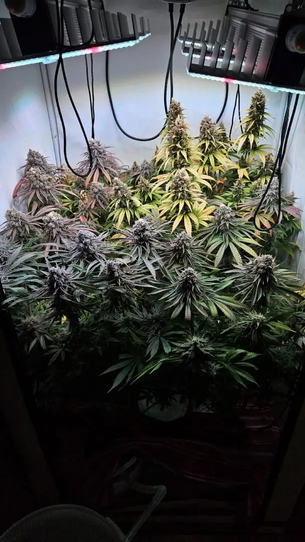 White Widow — flower, day 90