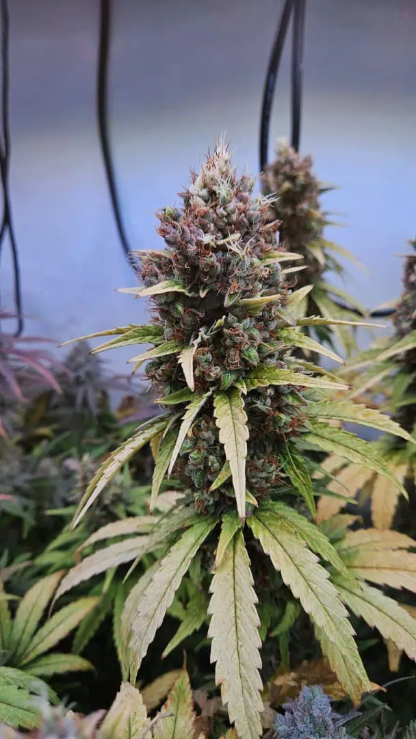 White Widow — flower, day 90