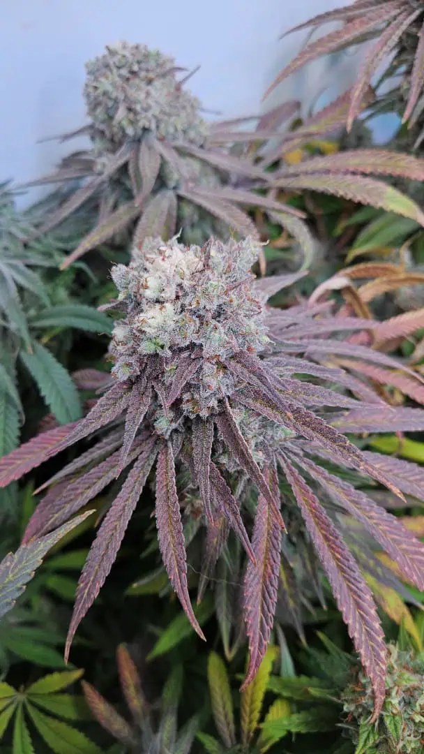 White Widow — flower, day 90