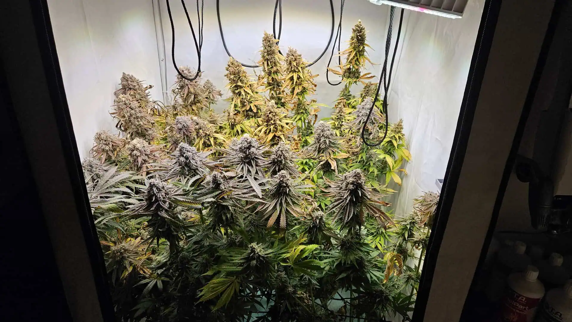 White Widow — harvest, day 97