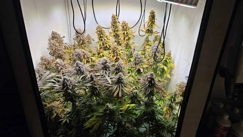 White Widow — harvest, day 97