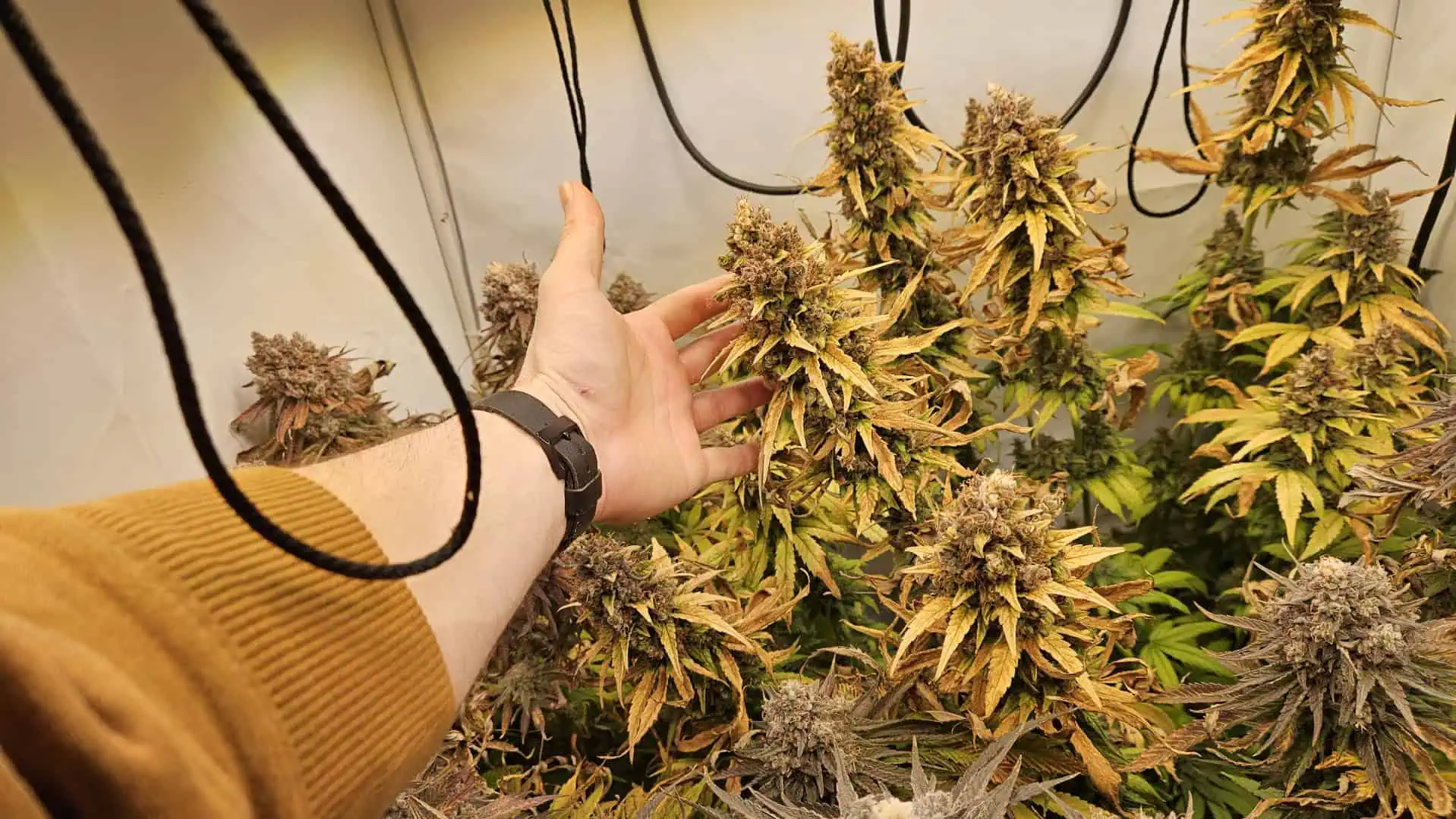 White Widow — harvest, day 97