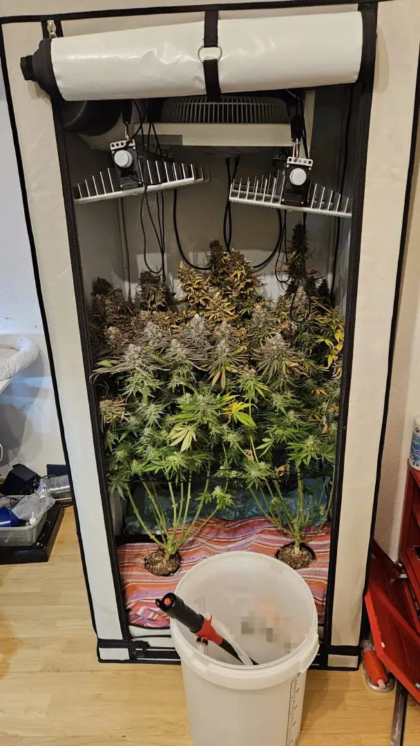 White Widow — harvest, day 101