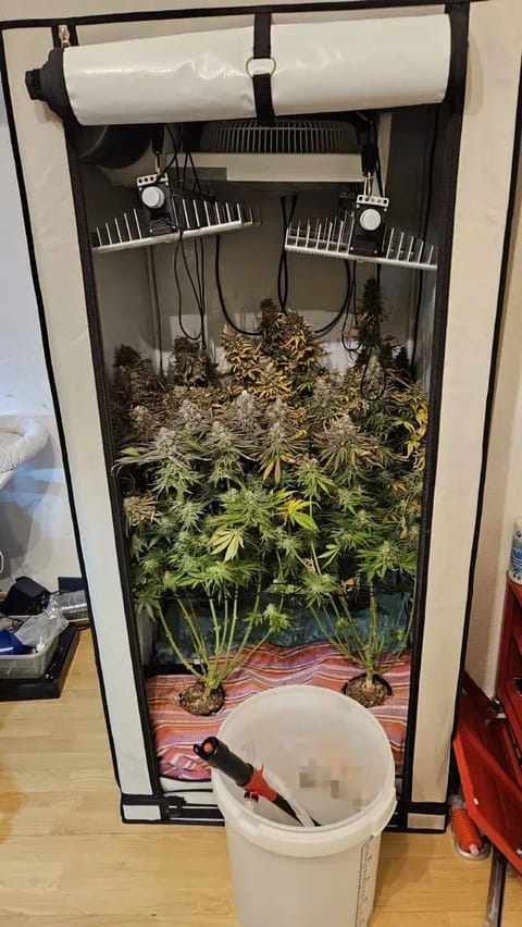 White Widow — harvest, day 101