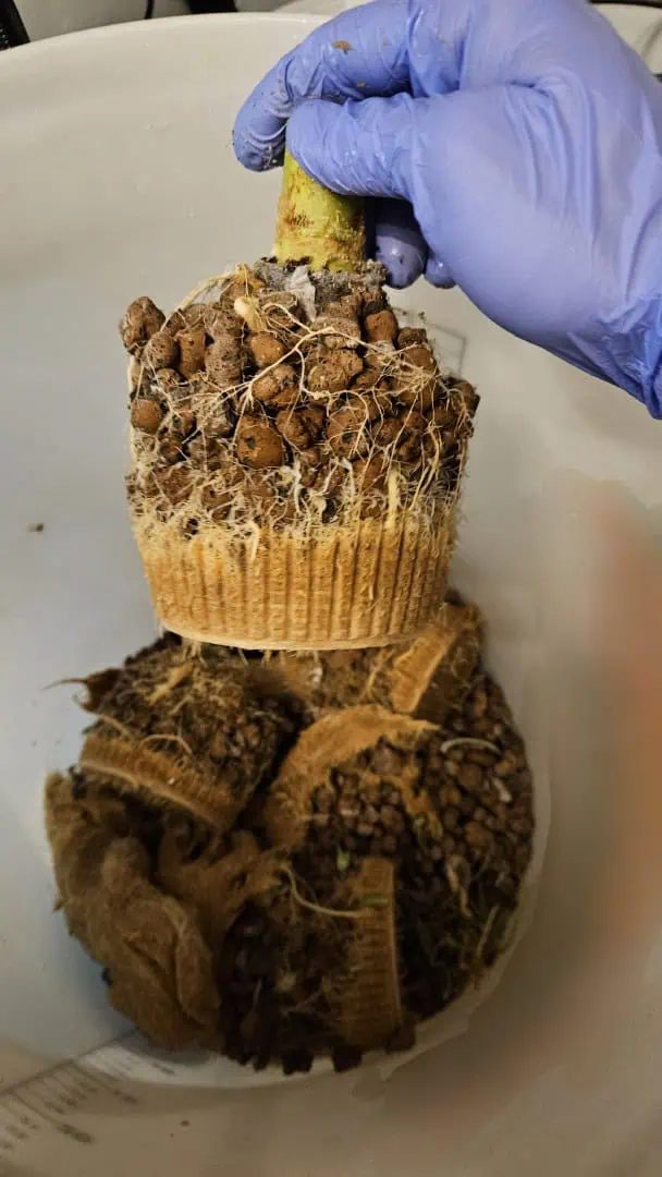 White Widow — harvest, day 101