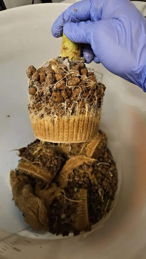 White Widow — harvest, day 101