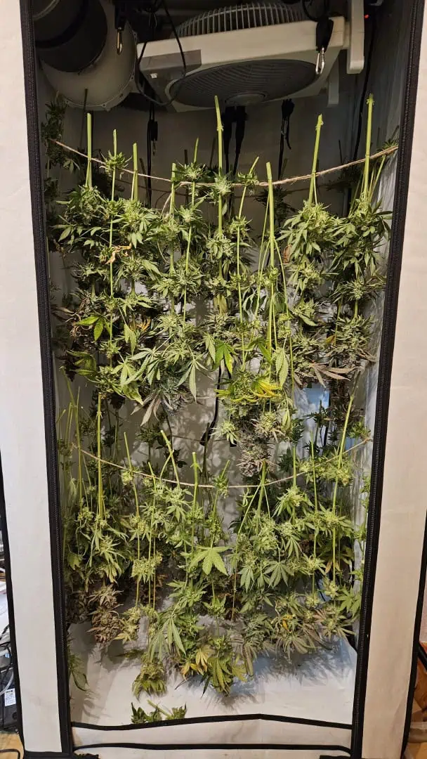 White Widow — harvest, day 101