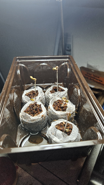 White Widow — germination, day 5