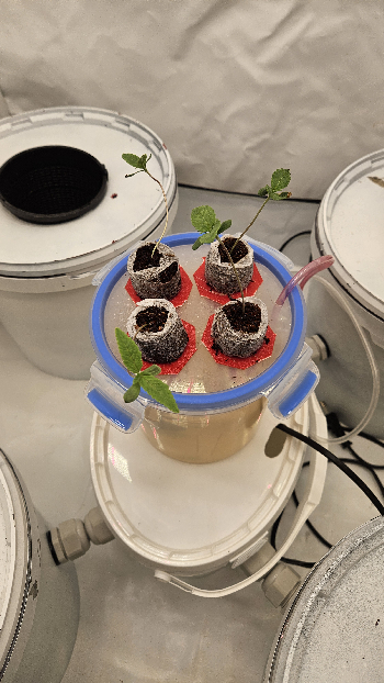 White Widow — vegetative, day 11