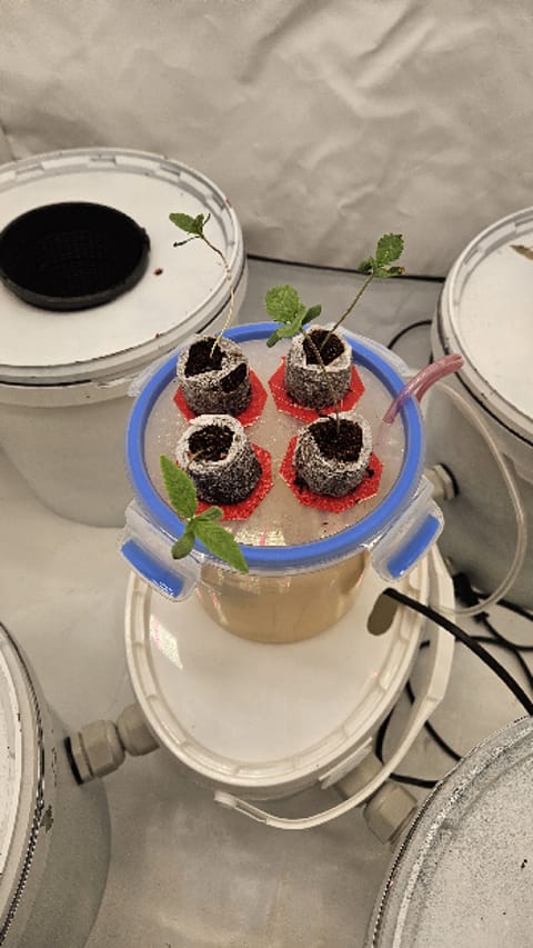 White Widow — vegetative, day 11
