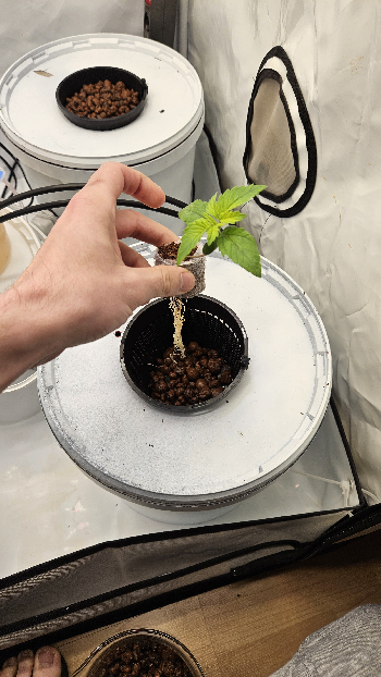White Widow — grow_setup, day 15
