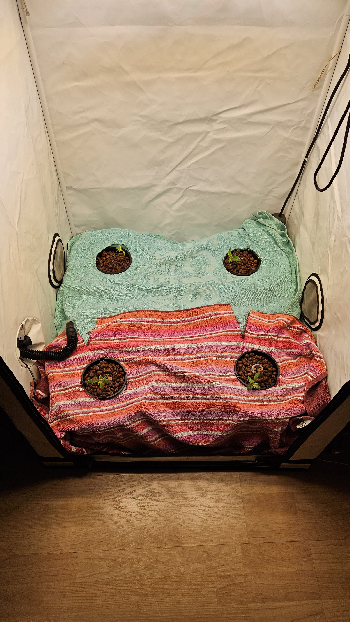 White Widow — grow_setup, day 15