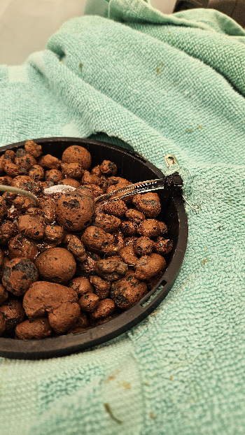 White Widow — grow_setup, day 15