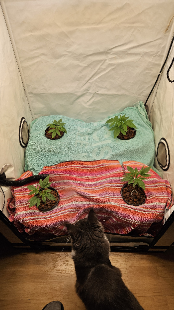 White Widow — vegetative, day 20