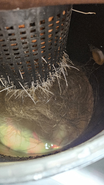 White Widow — vegetative, day 31