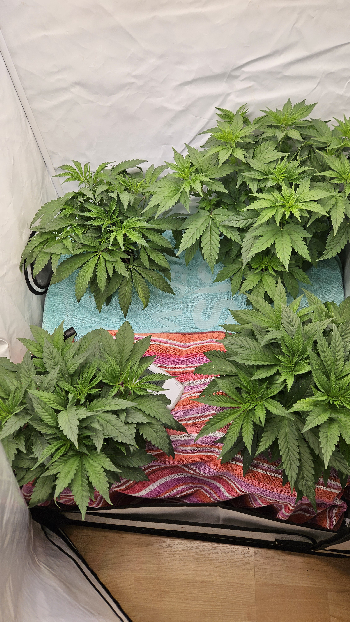 White Widow — vegetative, day 32