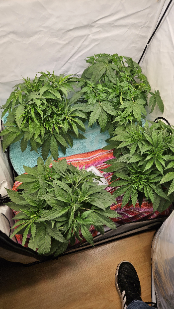 White Widow — vegetative, day 35