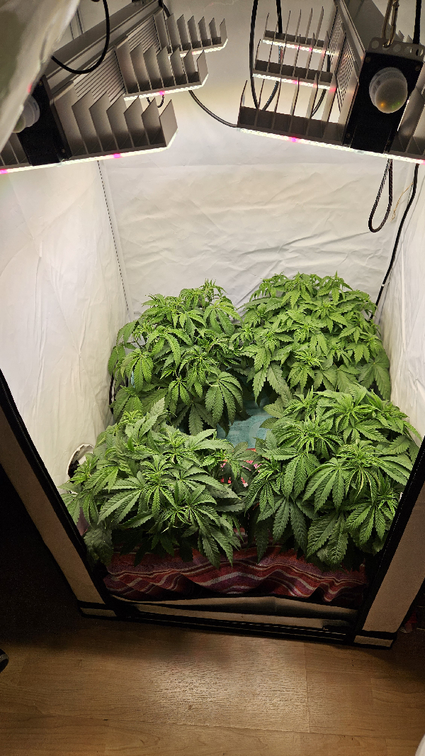 White Widow — flower, day 37