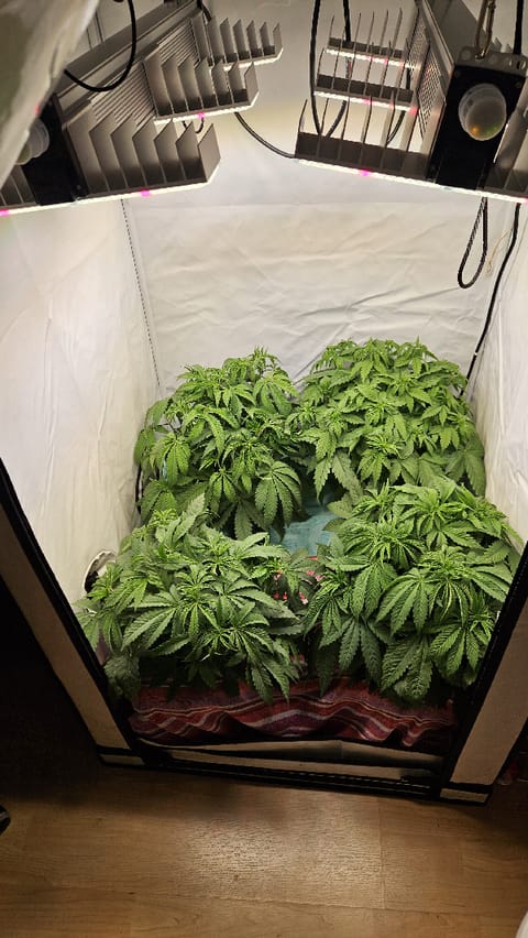 White Widow — flower, day 37