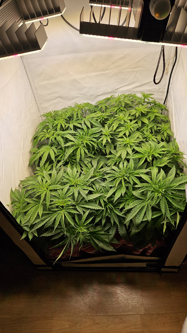 White Widow — flower, day 39