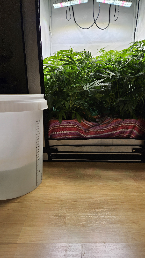 White Widow — flower, day 41