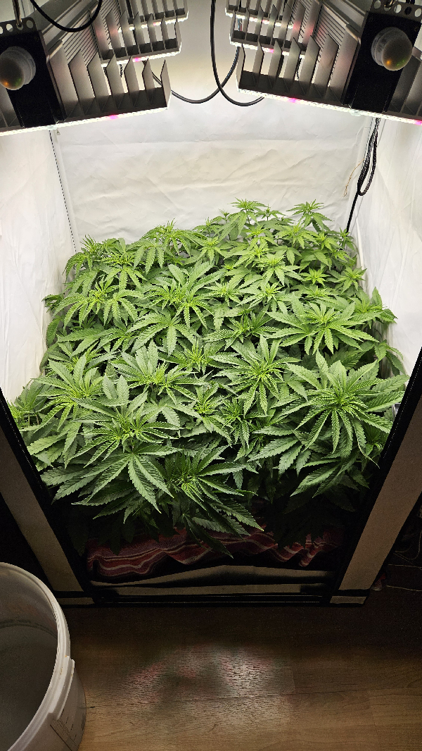 White Widow — flower, day 41